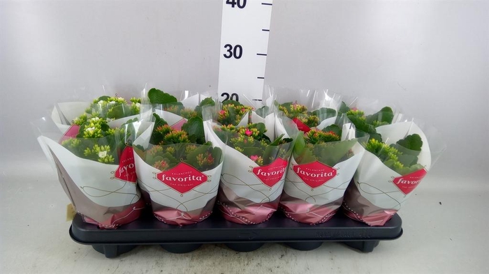 <h4>Kalanchoe blos.   ..mix 5</h4>