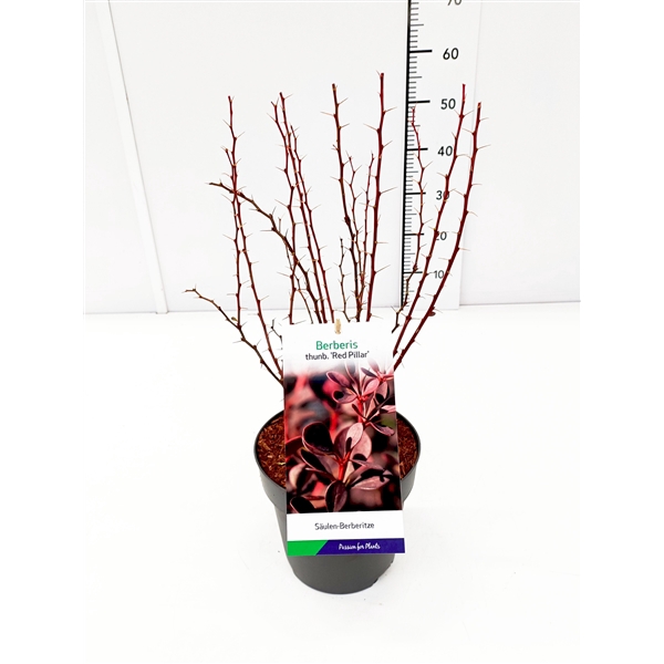 <h4>Berberis thunb. 'Red Pillar' 30-40C3</h4>