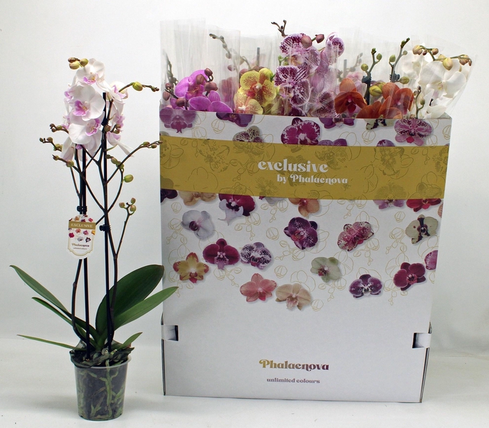<h4>PHAL GEM 10 KL</h4>