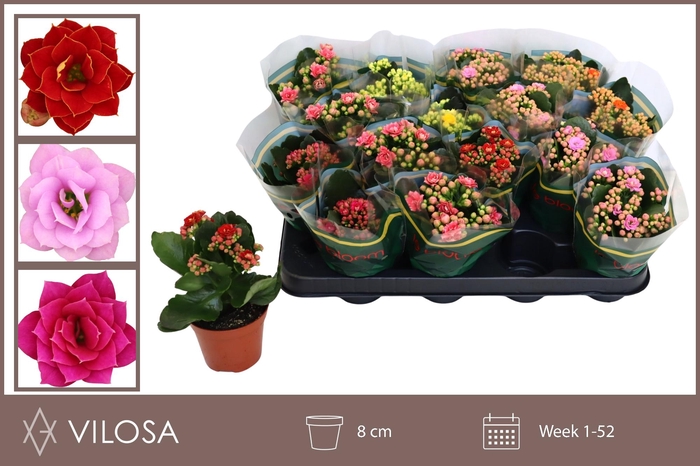 <h4>KAL GE GEM 5 KL</h4>