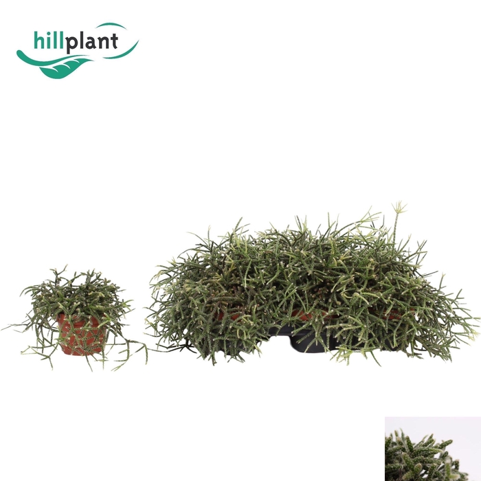 <h4>RHIPSALIS PILOCARPA</h4>