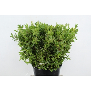 MYRTUS COMMUNIS 400GR