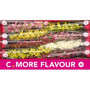 Mini cymbidium 'Mix' 70 cm