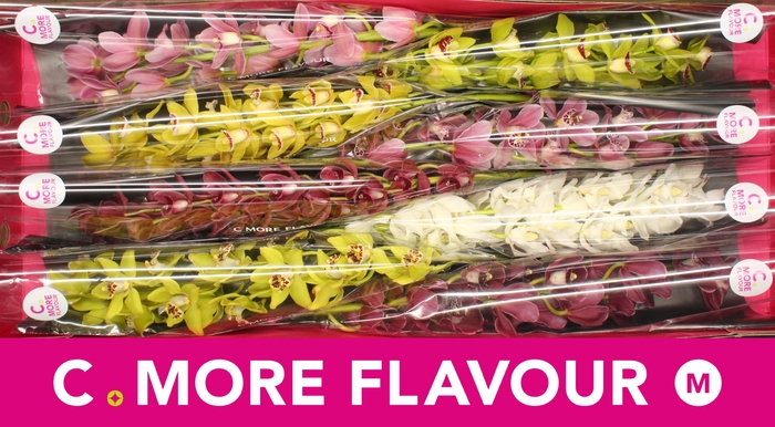 <h4>Mini cymbidium 'Mix' 70 cm</h4>