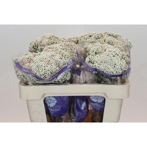 Ozothamnus Cooks Snow White