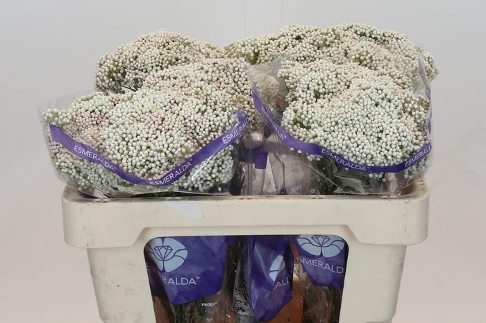 <h4>Ozothamnus Cooks Snow White</h4>