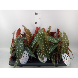 Begonia maculata