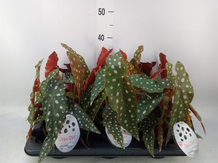 <h4>Begonia maculata</h4>