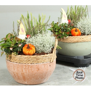 ARR TUINPLANTEN H%