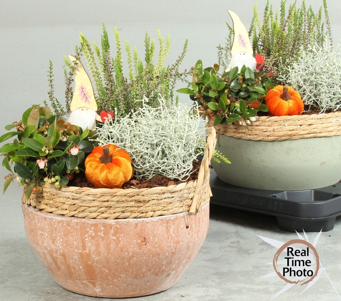 <h4>ARR TUINPLANTEN H%</h4>