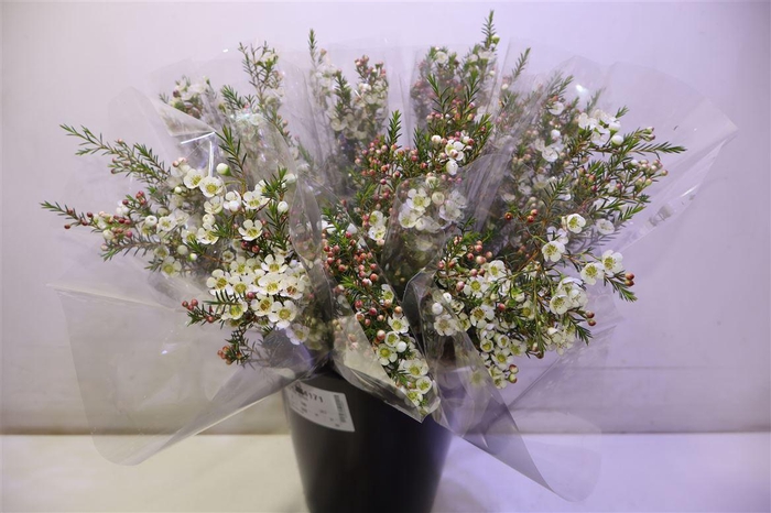 <h4>Chame Me Sirius</h4>