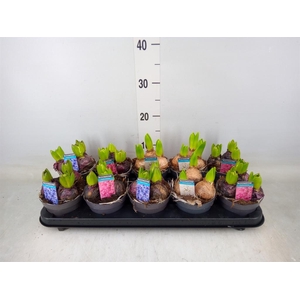 Hyacinthus orie.   ...mix 3