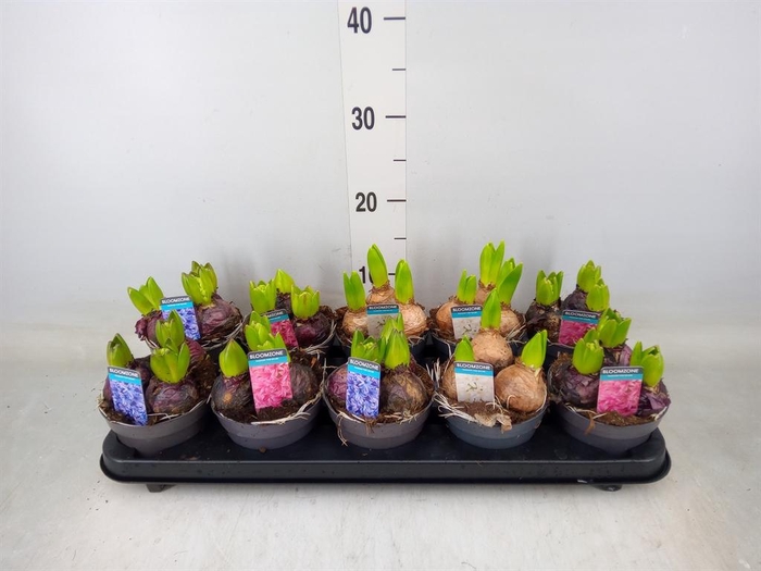 <h4>Hyacinthus orie.   ...mix 3</h4>