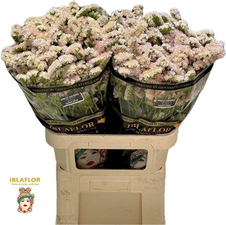 <h4>LIM S APRICOT SUN BIRDS 80/60GR</h4>