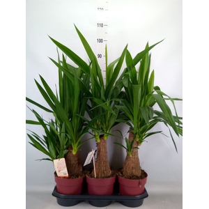 Yucca elephantipes   ...