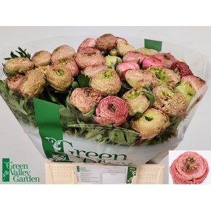 RAN AAZUR ANTIQ ROSE