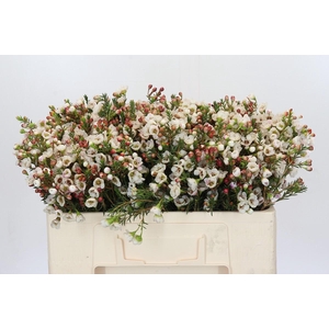 Chamelaucium Moonlight Delight