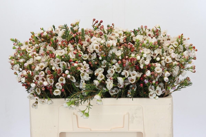 Chamelaucium Moonlight Delight