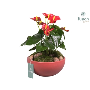 Keramieken schaal met anthurium