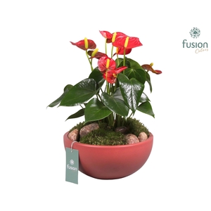 Keramieken schaal met anthurium