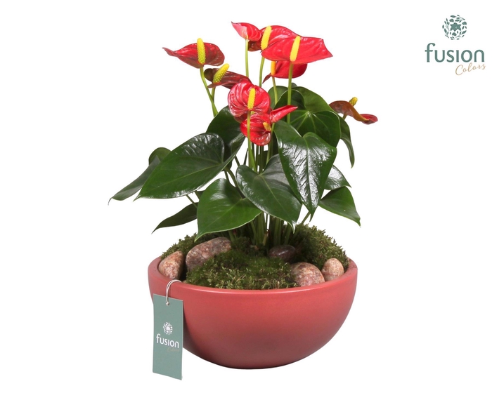 <h4>Keramieken schaal met anthurium</h4>