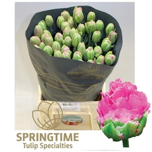 TU DU STRAWBER CREAM