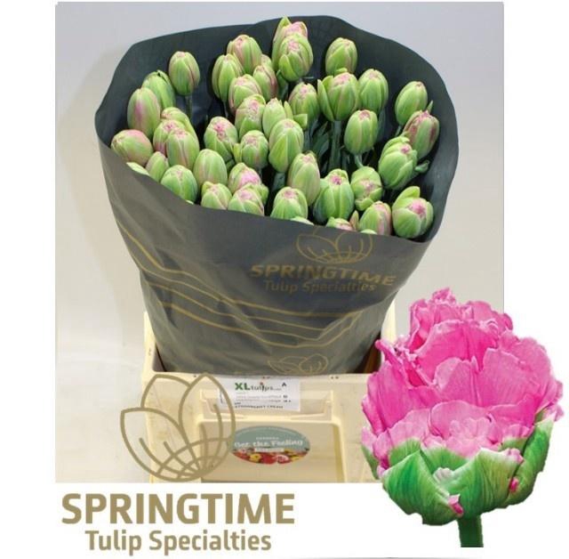 <h4>TU DU STRAWBER CREAM</h4>