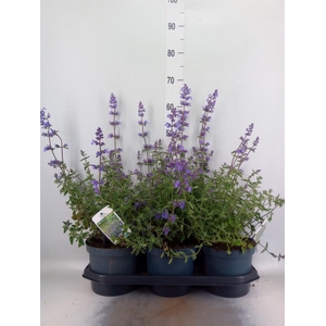 Nepeta faassenii 'Walkers Low'