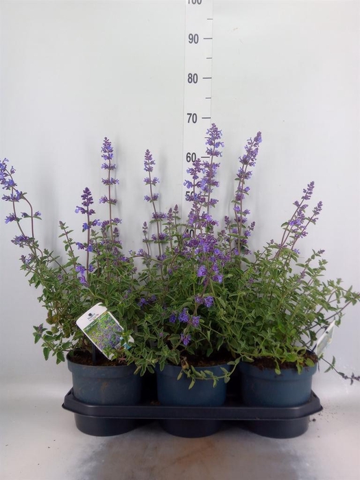 <h4>Nepeta faassenii 'Walkers Low'</h4>