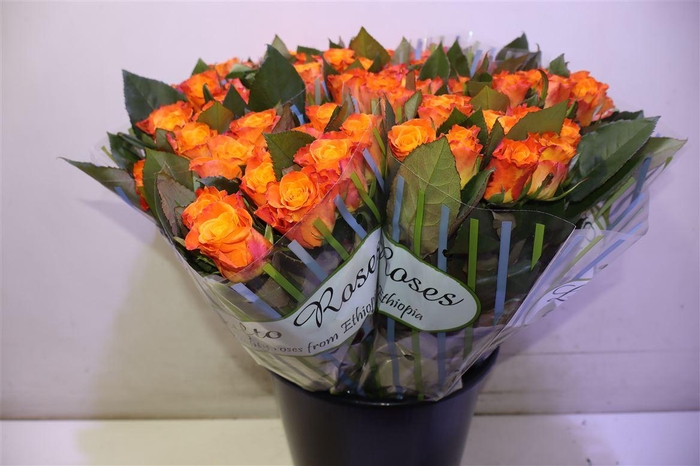 <h4>R Gr Mariyo! X10</h4>