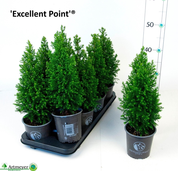 <h4>CHAM TH EXCELL POINT</h4>