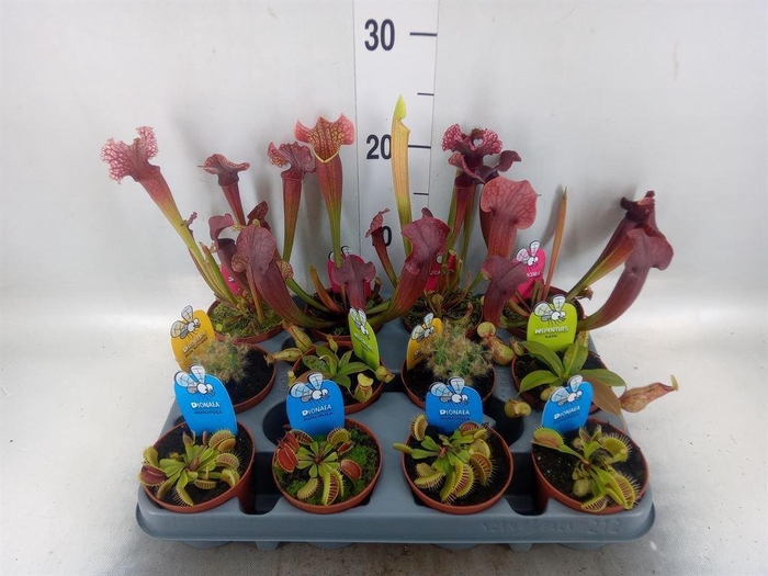 <h4>Vleesetende planten</h4>