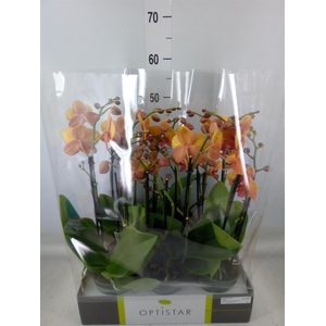 Phalaenopsis   ...orange