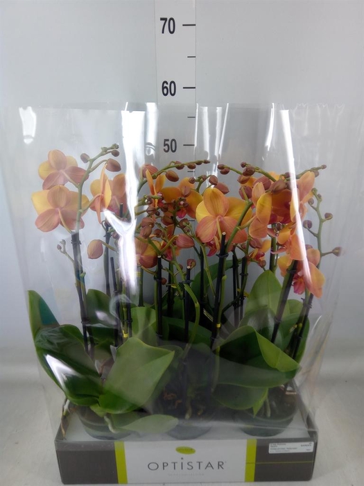 <h4>Phalaenopsis   ...orange</h4>