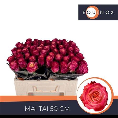 <h4>Rosa a grande fleur Mai Tai</h4>