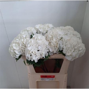 Hydr M Ch White Pop