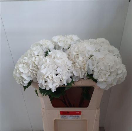 <h4>Hydr M Ch White Pop</h4>