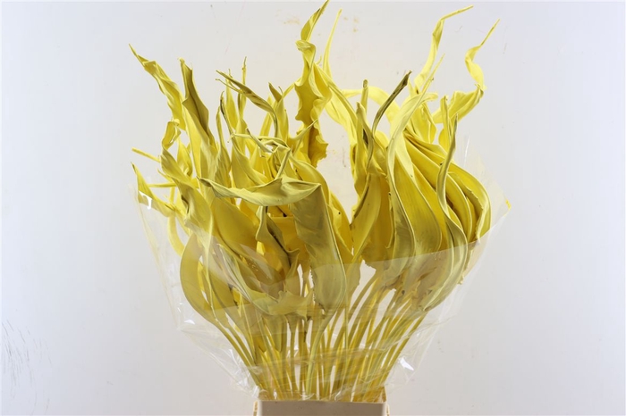 <h4>Dried Strelitziablad Geel P Stem</h4>