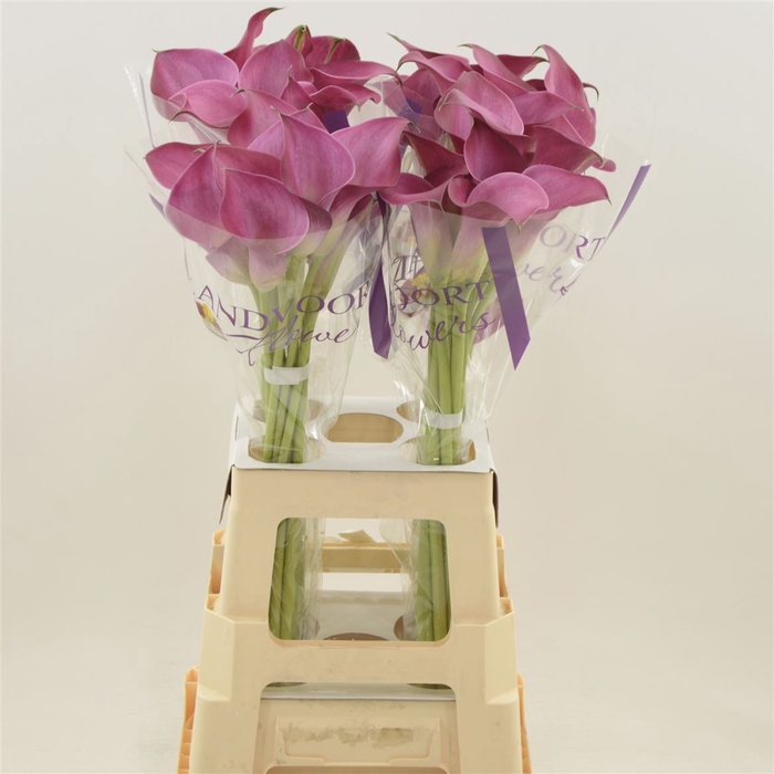 <h4>Calla Fantasia | Dubbelbloemig</h4>