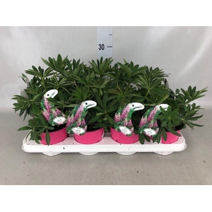 Lupinus  'Gallery Pink'