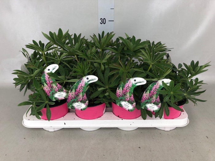 <h4>Lupinus 'Gallery Pink'</h4>