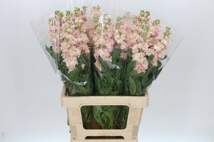 Matthiola Iron Apricot