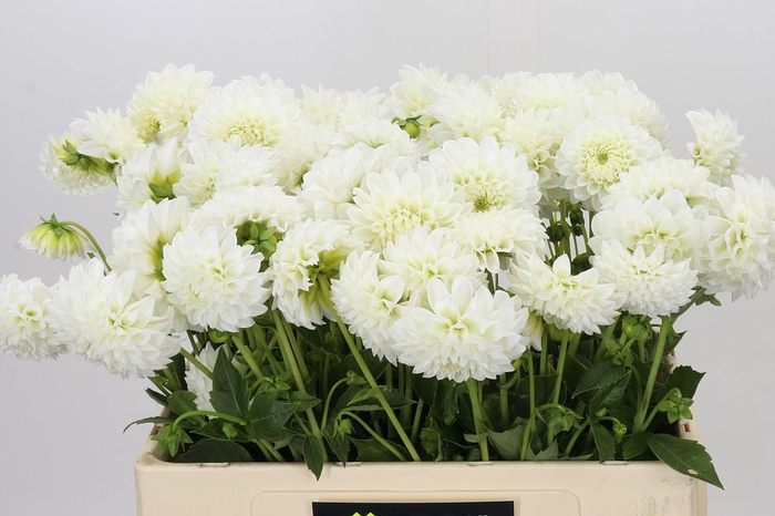 <h4>Dahlia Ice Ice Baby</h4>