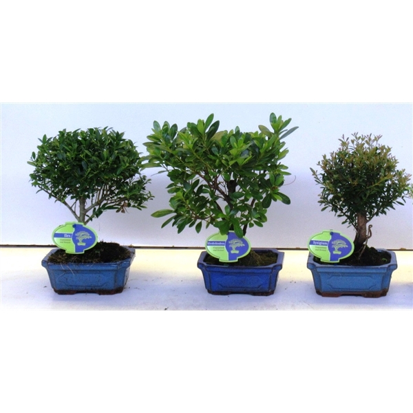 <h4>Bonsai mix outdoor, 15 cm., broom, without drip tray - Partly without leaves during winter</h4>