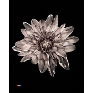 Chr T 2 Kl Baltica Black