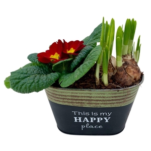 Primula Happy Zink Ovaal Tete 641