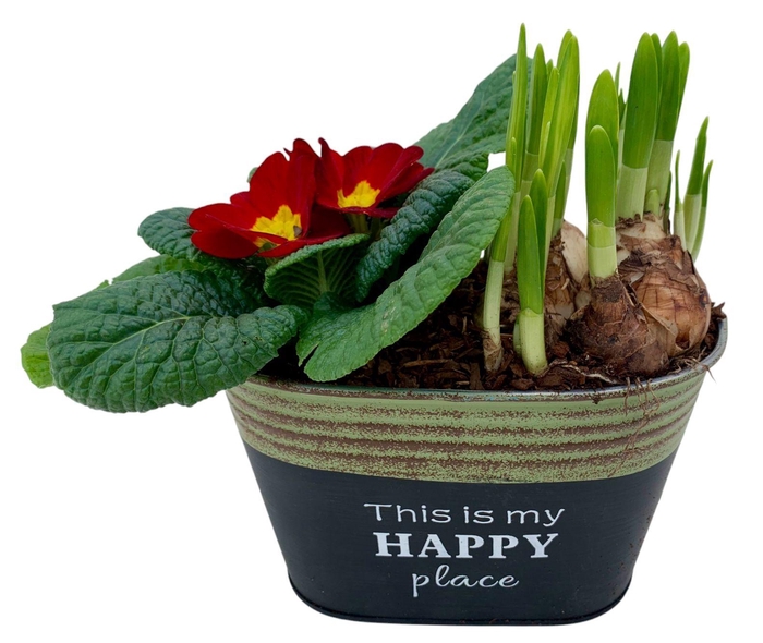 <h4>Primula Happy Zink Ovaal Tete 641</h4>