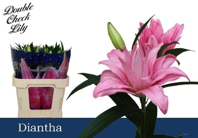 <h4>LI OR DU DIANTHA</h4>