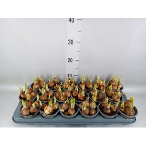 Narcissus  'Tete a tete'