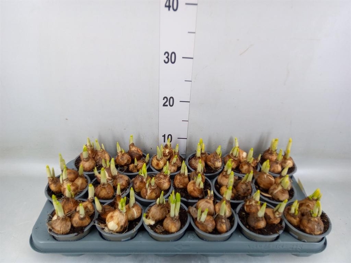 <h4>Narcissus  'Tete a tete'</h4>